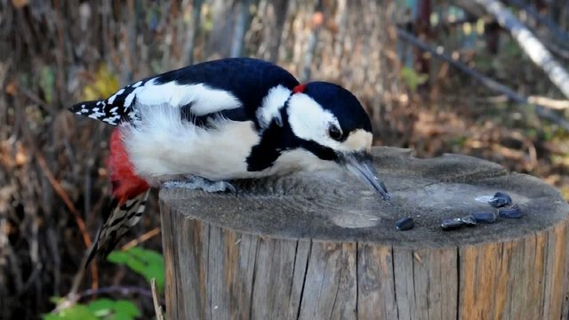 Дятел (dendrocopos, major) и синицы (parus). Завтрак в компании