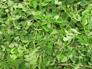 Obraz premium Pattern of Horse radish leaves