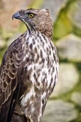 Changeable hawk eagle
