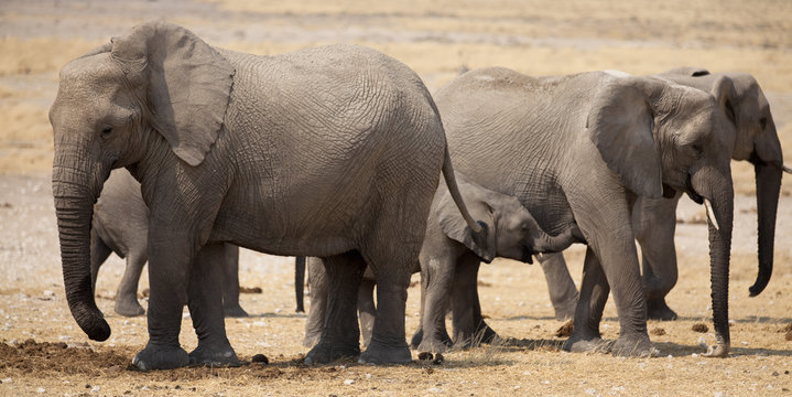 Elefanti Africani