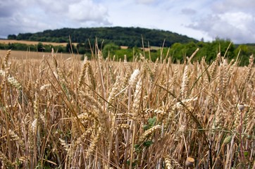 champ de blé et collines verdoyantes en Bourgogne (France)
