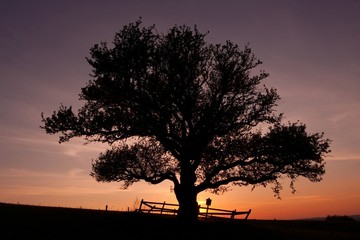 Fototapeta na wymiar Wielkie drzewo w zachodzie słońca