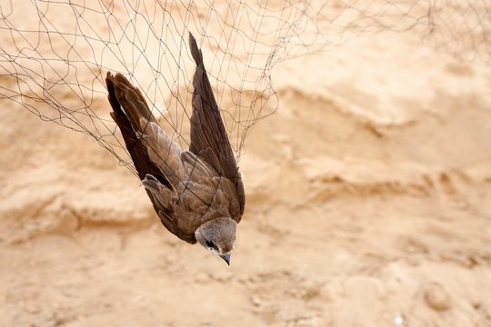 Bird Caught In A Net