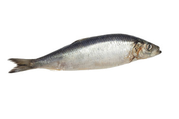 salted herring on white background