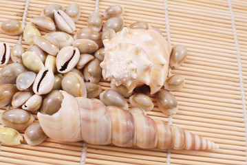 Sea Shells