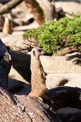 Surykatka © Magdziak Marcin