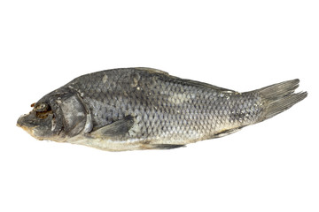 Dried fish allocated on a white background