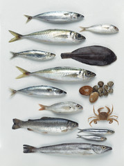 A group of Atlantic and Mediterranean fish