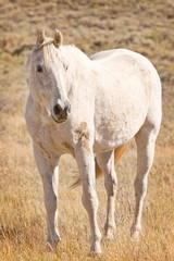 Obraz na płótnie Canvas Single White Horse w Pastwiska