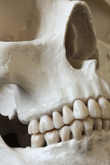 A Close Up of a Human Skull