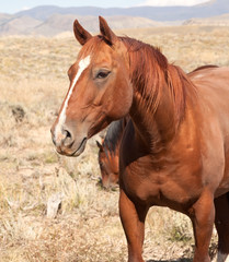 Obraz premium Chestnut Horse