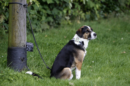 Angeleinter Hund mit Startnummer