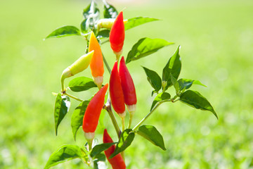Fototapeta premium chili hot peppers plant in red and orange