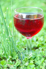 Beaujolais nouveau