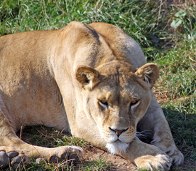Fototapeta na wymiar oszałamiające lwica