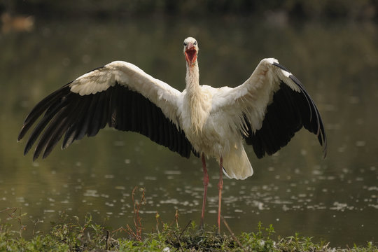 white stork - Ciconia ciconia Linnaeus