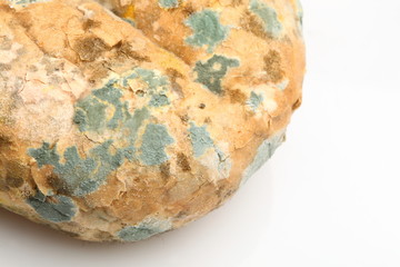 Mould growing on old bread