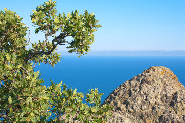 Oak Tree and rocks. Karadag mountain, National park, Crimea, Ukr