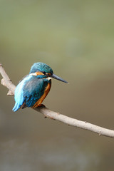 Naklejka premium 止まり木のカワセミ