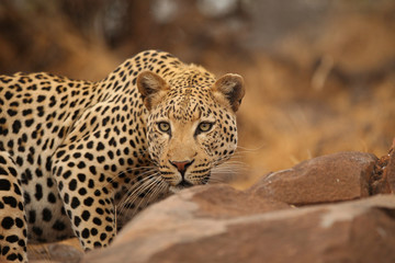 Leopard searching for prey