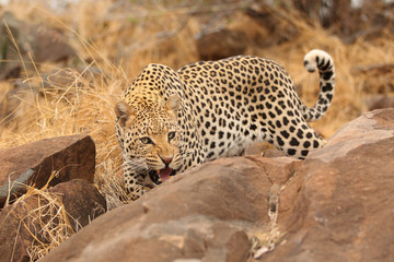 Leopard stalking prey