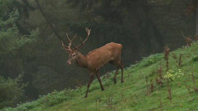 rothirschbrunft