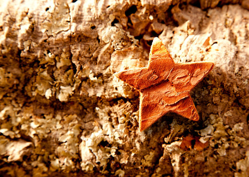 bark star shape christmas symbol on cork