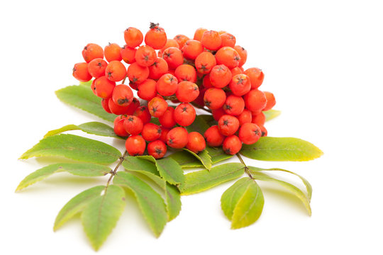 Eberesche (Sorbus aucuparia) Beeren und Bl&auml;tter auf wei&szlig;