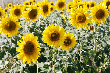 Подсолнухи