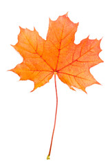 Autum red maple leaf