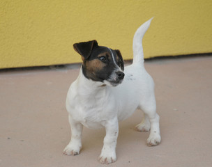 JACK RUSSELL