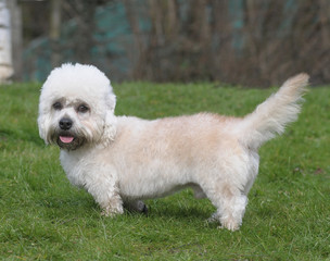 DANDIE DINMONT TERRIER