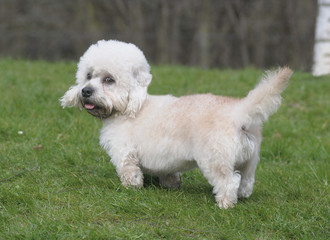 DANDIE DINMONT TERRIER