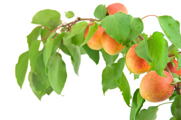 apricots with green leaf isolated on white background