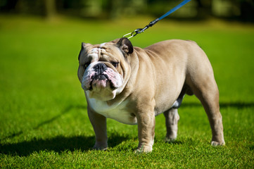 English Bulldog