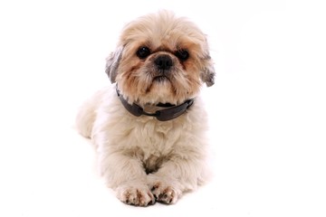 liegender Junghund Shih Tzu mit Sonnenbrille am Hals
