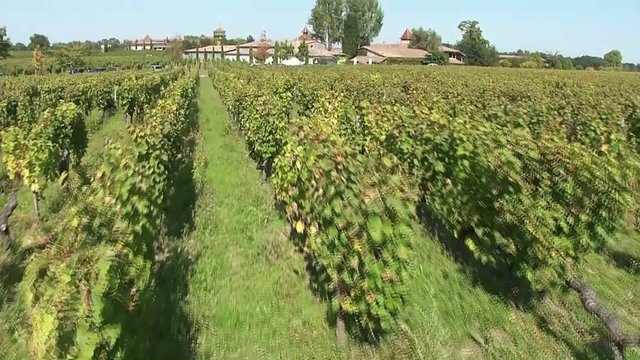 viticulture