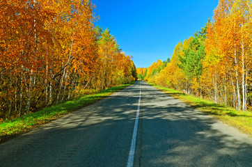 Autumn road.