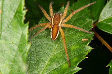 Gerandete Jagdspinne (Dolomedes fimbriatus)