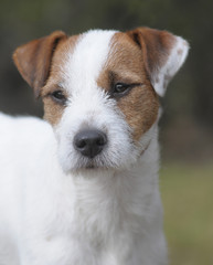 PARSON JACK RUSSELL