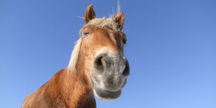 Pferd aus der Froschperspektive, zwinkernd