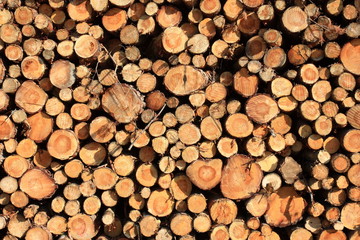pile of wood