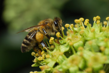 Bee