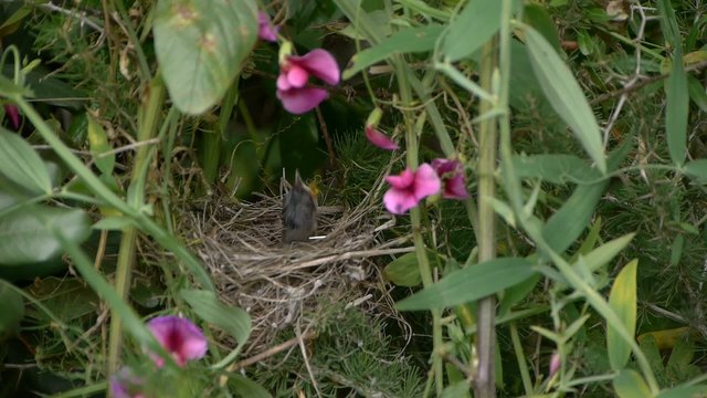 sylvia melanocephala (curruca cabecinegra)