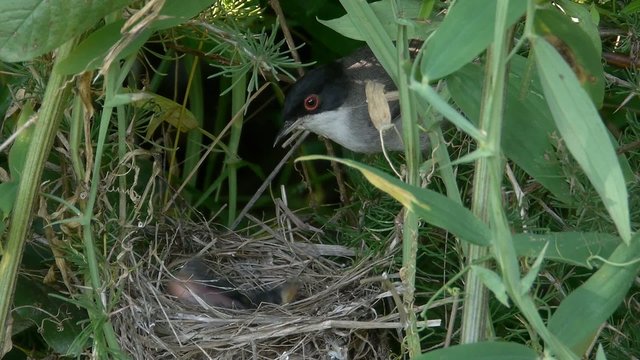 sylvia melanocephala (curruca cabecinegra)