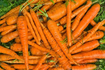 Pile of carrot 3