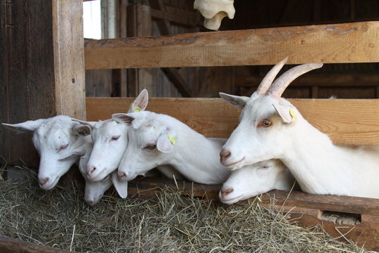 ziegen am bauernhof