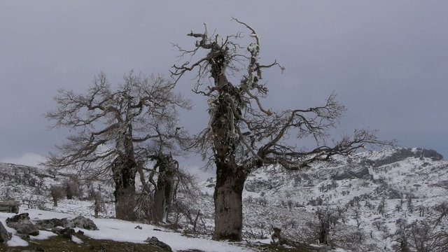 Ventisca