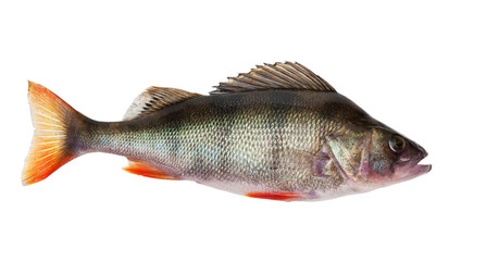 freshwater perch