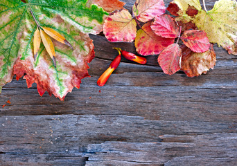Naklejka na ściany i meble Colorful autumn leaves and pods arranged on stripped bark.